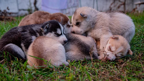 Husky Valpar Sover Gräset — Stockfoto