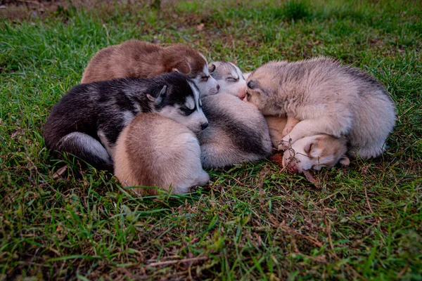 Husky Štěňátka Spát Trávě — Stock fotografie