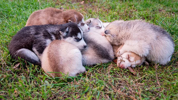 Cachorros Husky Dormem Grama — Fotografia de Stock