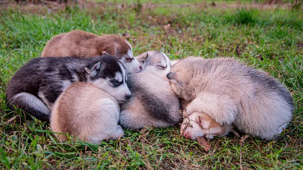 Chiots Husky Dorment Sur Herbe — Photo