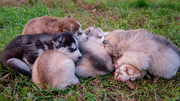 Husky Valpar Sover Gräset — Stockfoto