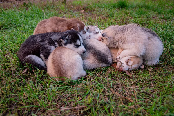 Husky Cachorros Dormir Hierba — Foto de Stock