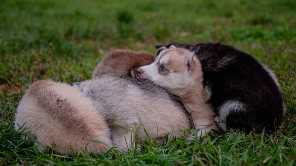 Husky Cachorros Dormir Hierba — Foto de Stock