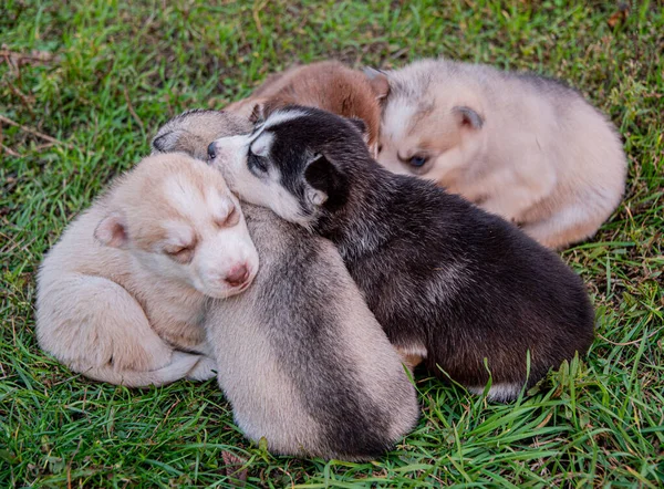 Husky Valpar Sover Gräset — Stockfoto