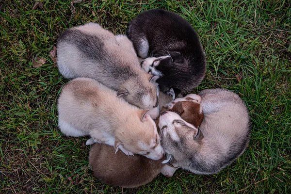 Husky Valpar Sover Gräset — Stockfoto