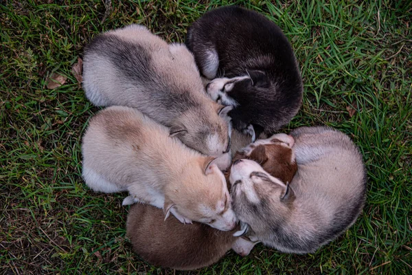 Cachorros Husky Dormem Grama — Fotografia de Stock