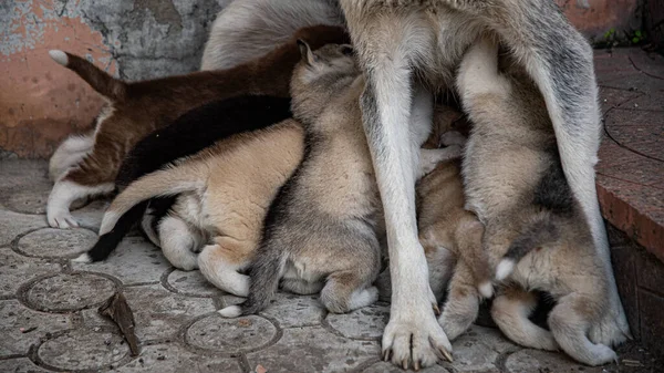 Husky Valpar Omgav Sin Mor Vid Trappan Och Girigt Diande — Stockfoto