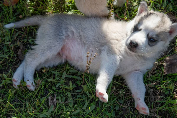 晴れた日には緑の芝生の上に明るい色の子犬が休んでいます — ストック写真