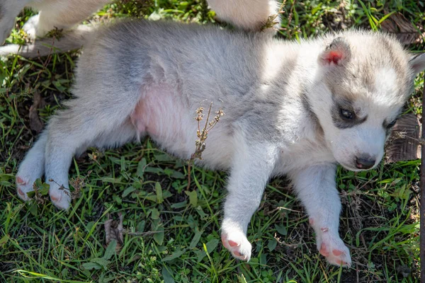 Cachorro Cor Clara Husky Está Descansando Gramado Verde Dia Ensolarado — Fotografia de Stock