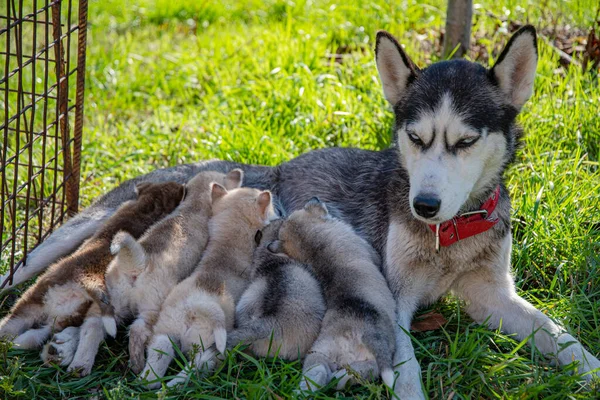 Husky Güneşli Bir Günde Yeşil Çimlerde Yavrularının Süt Emmesini Izler — Stok fotoğraf