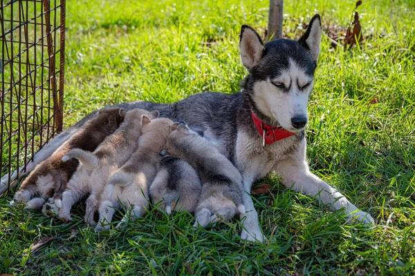 Husky Assiste Seus Filhotes Chupar Leite Gramado Verde Dia Ensolarado — Fotografia de Stock