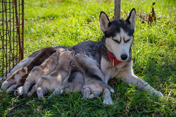 ハスキーは彼女の子犬吸いますミルクで緑の芝生の上で晴れた日に — ストック写真