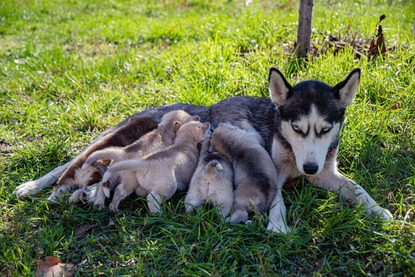 Husky Ser Sina Valpar Suga Mjölk Grön Gräsmatta Solig Dag — Stockfoto