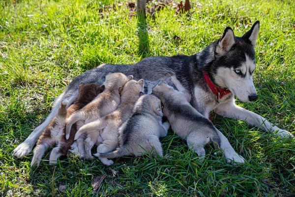 Husky Alimenta Seus Filhotes Deitados Gramado Verde Dia Ensolarado — Fotografia de Stock