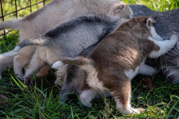 The husky feeds her little, miles of puppies on the lawn in the garden.