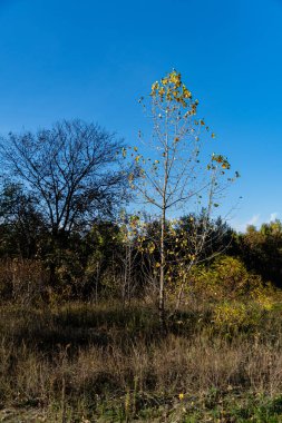 Parkta güneşli bir günde sonbaharda serbest kalan bir ağaç..