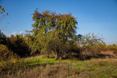Parkta güneşli bir günde sonbaharda serbest kalan bir ağaç..