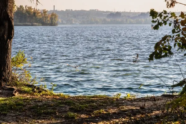 Осінній Пейзаж Парку Біля Річки Сонячний День — стокове фото