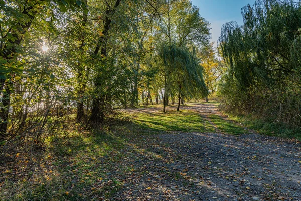 Осінній Пейзаж Парку Біля Річки Сонячний День — стокове фото