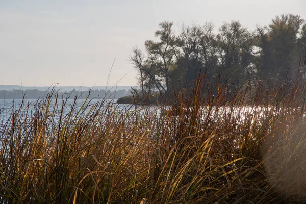 Autumn reeds by the river. Sunny autumn day on the river.