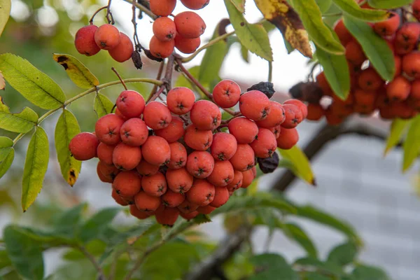 Κόκκινα Φρούτα Κωπηλασίας Στην Αυλή Μια Ημέρα Του Φθινοπώρου — Φωτογραφία Αρχείου