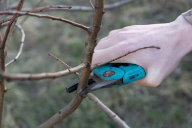 Baharda bahçe, bahçe makası ile meyve ağaçları budamak.