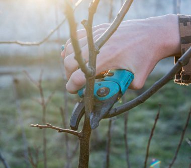 Baharda bahçe, bahçe makası ile meyve ağaçları budamak.