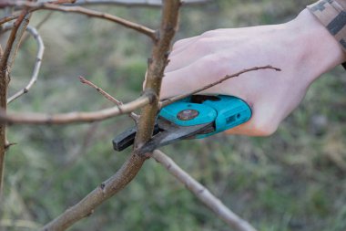 Baharda bahçe, bahçe makası ile meyve ağaçları budamak.