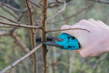 Baharda bahçe, bahçe makası ile meyve ağaçları budamak.