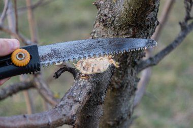 Baharda bahçe işleri, bahçe testeresiyle meyve ağaçları budamak..