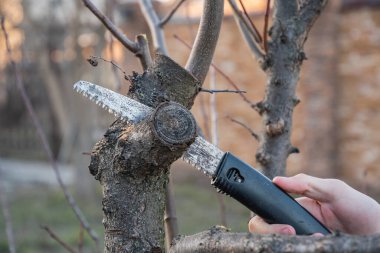 Baharda bahçe işleri, bahçe testeresiyle meyve ağaçları budamak..