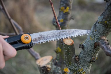 Baharda bahçe işleri, bahçe testeresiyle meyve ağaçları budamak..