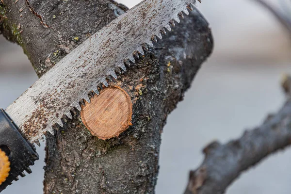 Trädgårdsskötsel Våren Beskärning Fruktträd Med Trädgårdssåg — Stockfoto