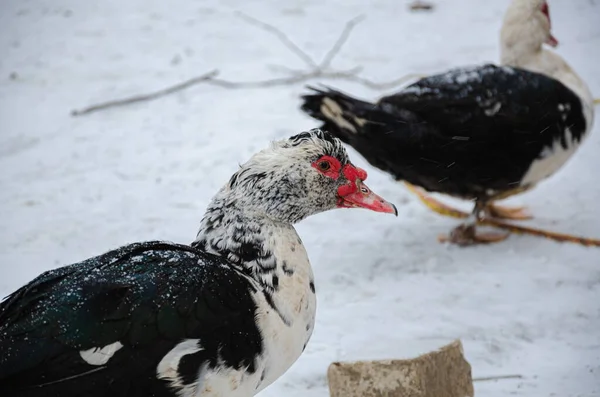 Domestic bird. Ducks on the farmyard, how to survive in difficult times.