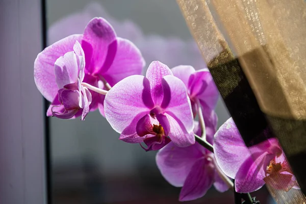 Cultivando Una Orquídea Rosa Alféizar Ventana —  Fotos de Stock