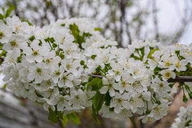 Çiçek açan tatlı kiraz dalları, bahar bahçesinde kiraz. Güzellik ve Meditasyon.