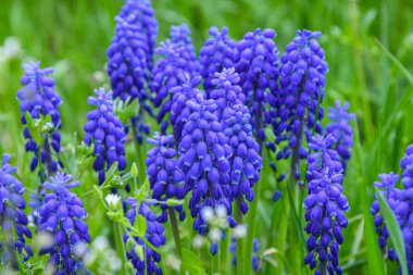 Engerek soğanı, ya da fare sümbülü, ya da Muscari, bahçedeki yeşil çimenlikteki üzüm sümbülü. Çayır çiçeklerinin güzelliği.
