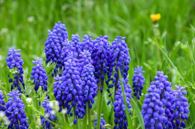 Engerek soğanı, ya da fare sümbülü, ya da Muscari, bahçedeki yeşil çimenlikteki üzüm sümbülü. Çayır çiçeklerinin güzelliği.