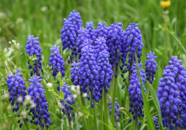 Engerek soğanı, ya da fare sümbülü, ya da Muscari, bahçedeki yeşil çimenlikteki üzüm sümbülü. Çayır çiçeklerinin güzelliği.