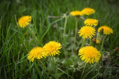 Bahçedeki yeşil çimenlikte sarı karahindibalar. Yaban çiçeklerinin güzelliği.