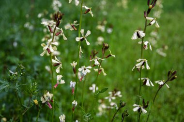 Bahçedeki yatakta çiçek açan roka çiçekleri. Yiyecek için yeşil çeşni.