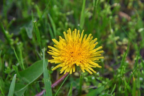 Żółte Dmuchawce Zielonym Trawniku Ogrodzie Piękno Dzikich Kwiatów — Zdjęcie stockowe