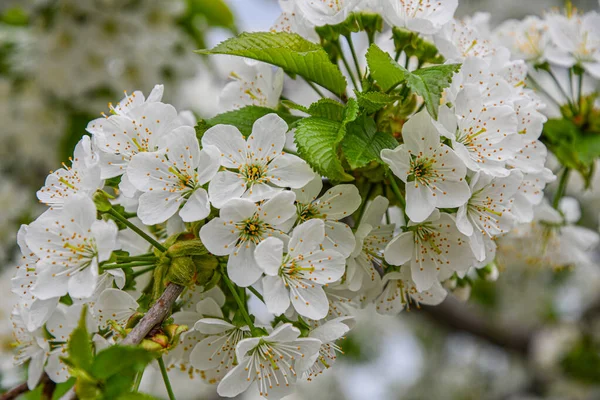 Zweige Der Blühenden Süßkirsche Kirsche Frühlingsgarten Schönheit Und Meditation — Stockfoto