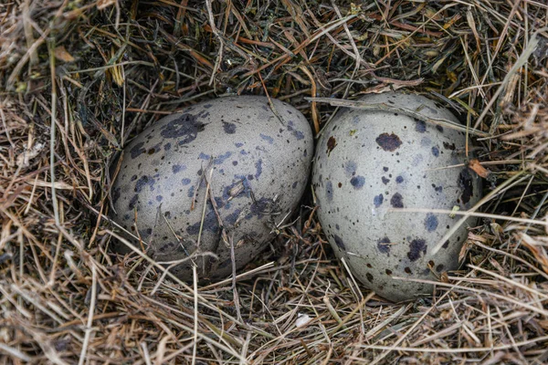 Two Eggs River Gull Nest — Stock Photo, Image