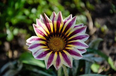 Gazania, Afrika papatyaları bir yaz bahçesinde çiçek tarhında.