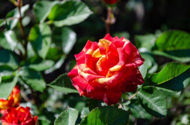 Sarı benekli kırmızı gül, yaz bahçesinin gölgesinde 