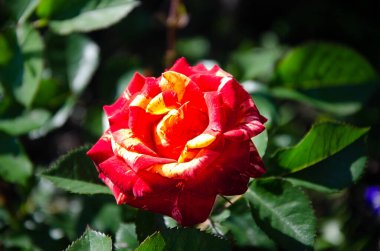 Sarı benekli kırmızı gül, yaz bahçesinin gölgesinde 