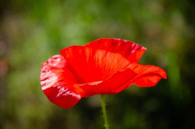 Çiçek açan kırmızı, güzel gelincik bahçedeki çayırda.
