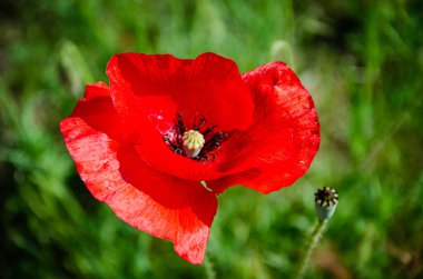 Çiçek açan kırmızı, güzel gelincik bahçedeki çayırda.