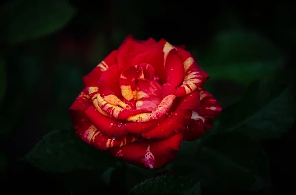 Rote Rose Mit Gelben Flecken Marmor Schatten Eines Sommergartens — Stockfoto
